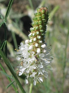 Dalea candida oligophylla